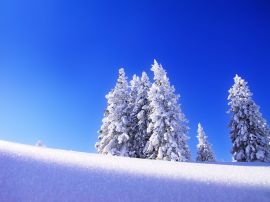 Frozen trees Wallpaper