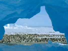 Atka Bay, Weddell Wallpaper